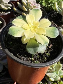 Succulents Plants 4”pot 🪴