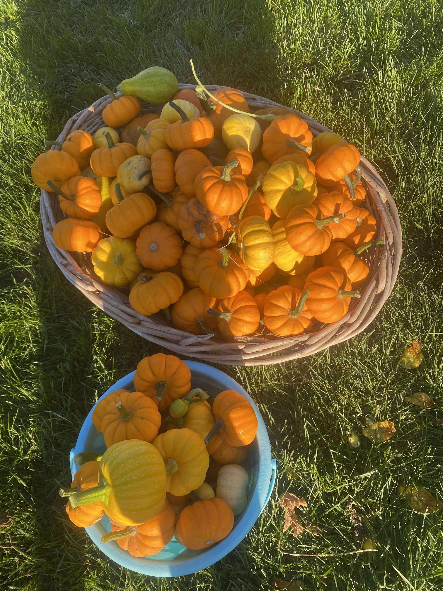 5 Pack Miniature Pumpkins