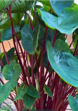 Hawaiian Punch red stem Colocasia