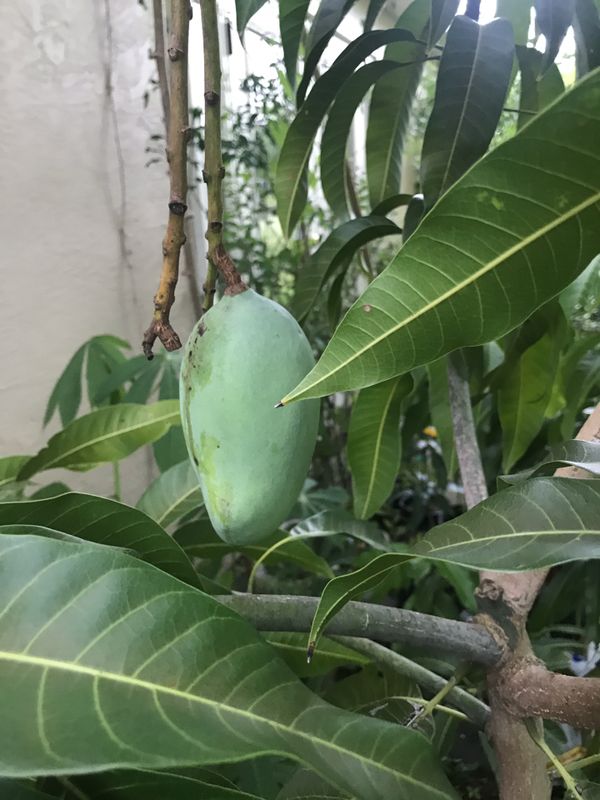 Cac mango tree with mango. for Sale in Apopka, FL OfferUp