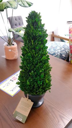 Boxwood trees 19in and 16in 18.00 ea