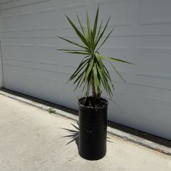 Yucca Plant Spineless Yucca Potted In Stylish Black Pot