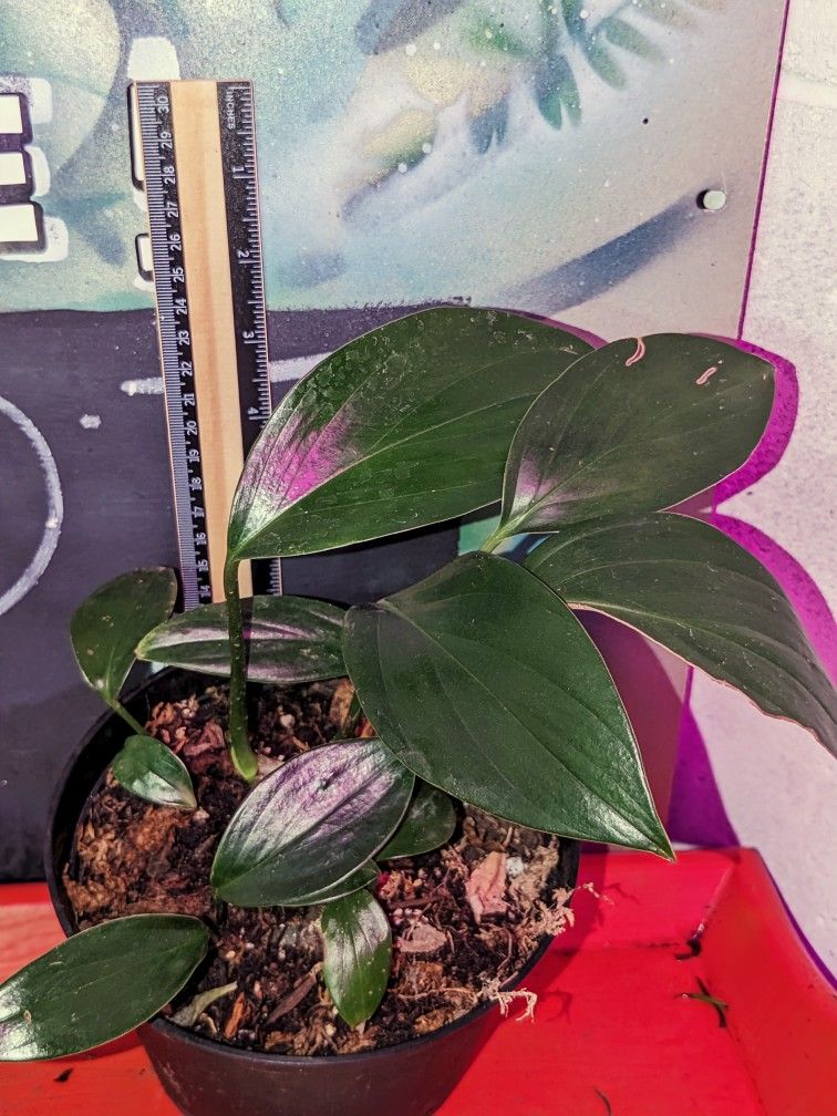 Philodendron Dragon Tail, Rhaphidophora decursiva