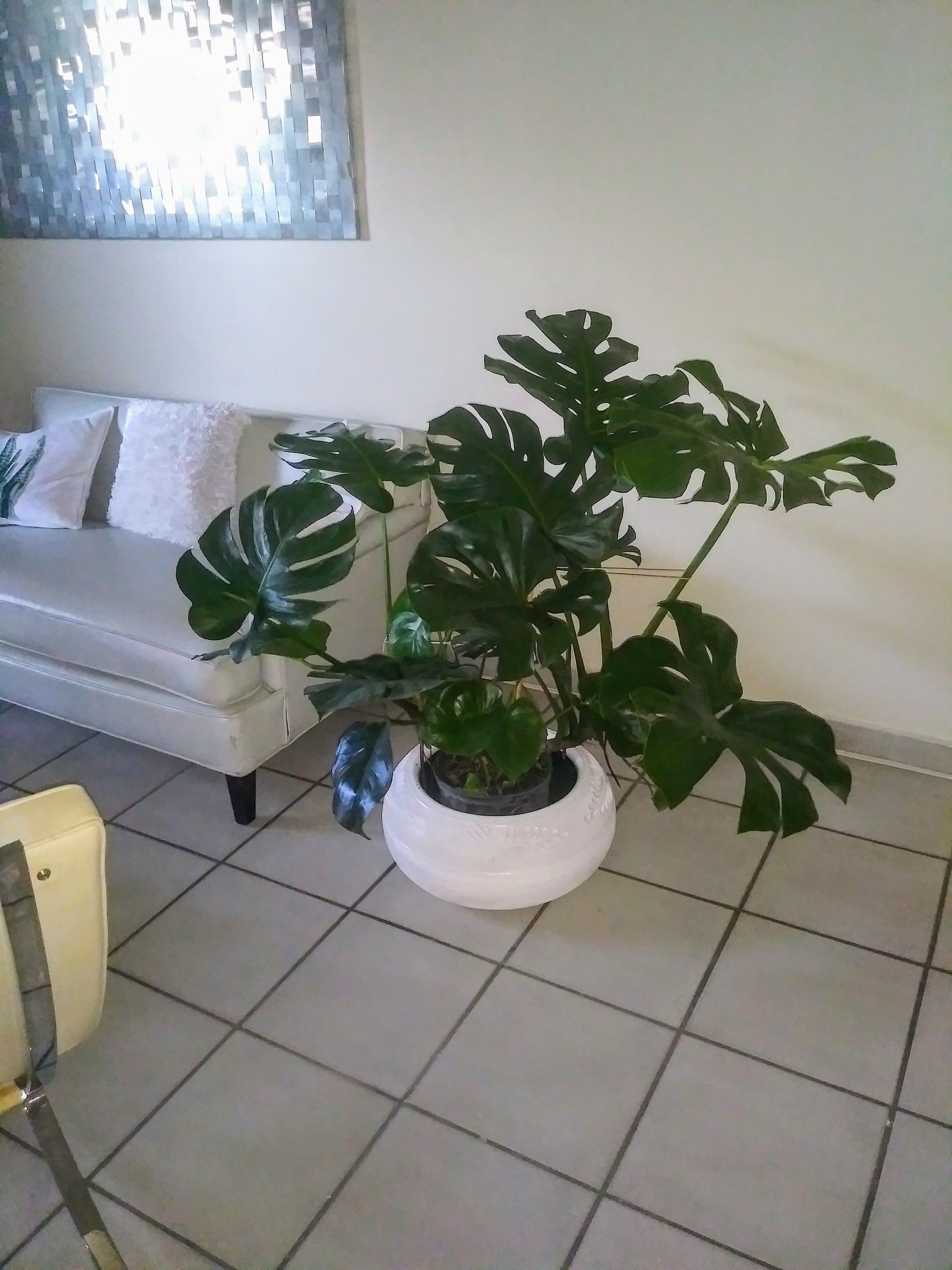 Home Decor Real Swiss cheese plant for living room dining room bedroom and office round plant pot included
