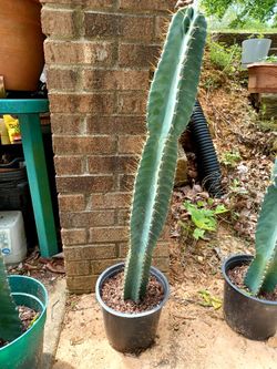 Ornamental Cactus For Sale