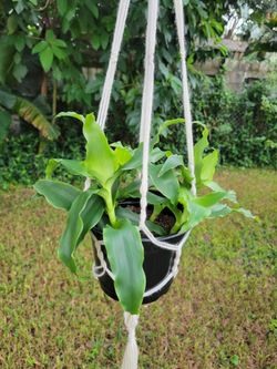 Callisia Fragans AKA Basket Plants