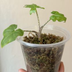 Alocasia Brancifolia- Small Plants