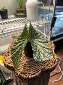 PLANTS