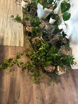 All of my houseplants, various species