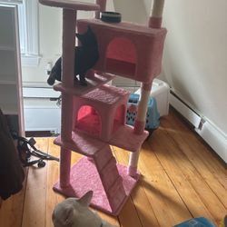 new cat house