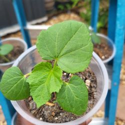 Okra seedlings 