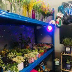 Succulents, Plants And Trees For Sale