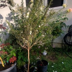 #18   Blooming Tea Tree,  5gal Pot 4 Feet Tall