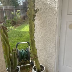 Cactus With pot 5ft 8inch Tall
