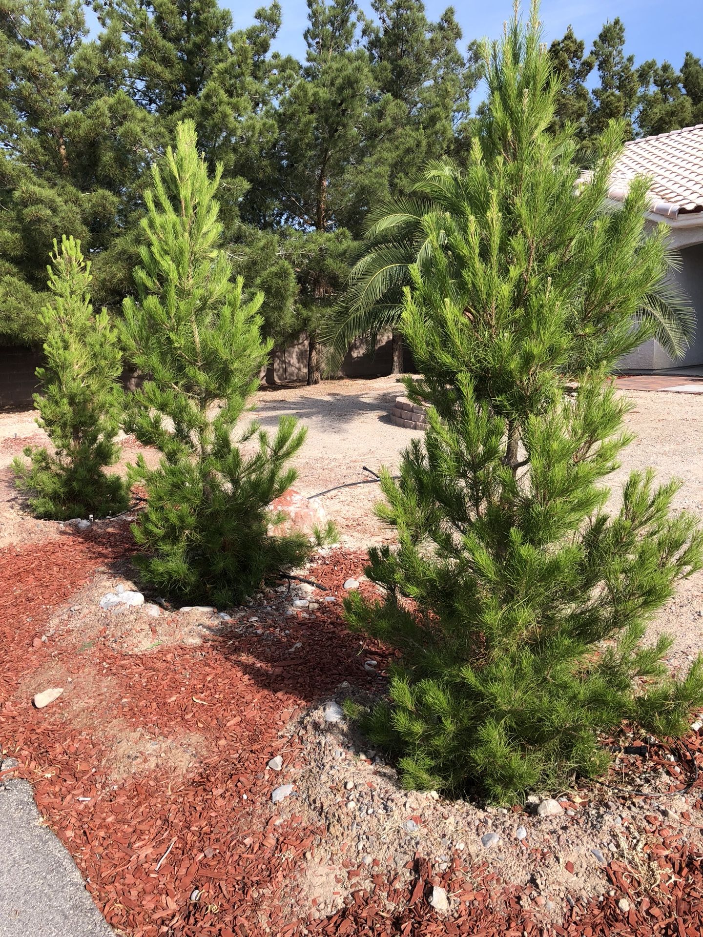 Mondell Pine Trees