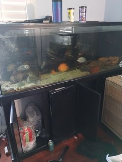 Fish aquarium with stand and 10 fish