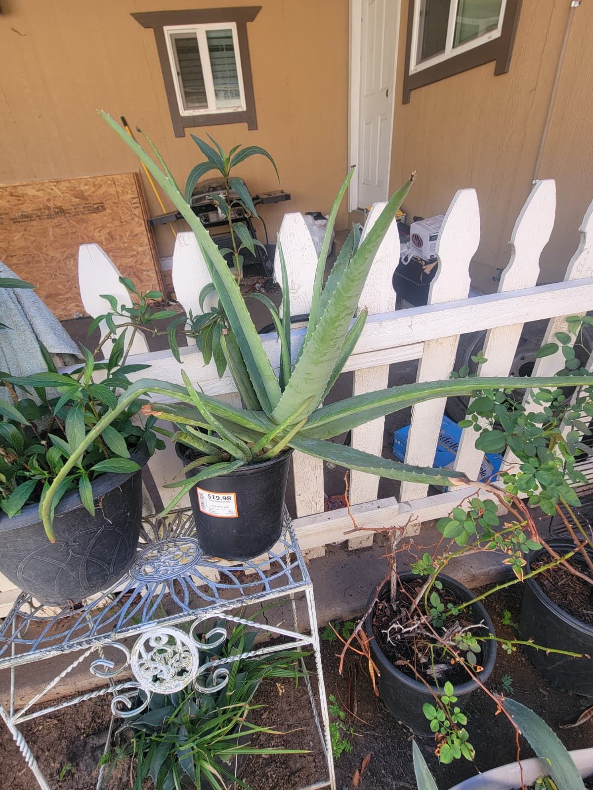 Aloe Vera Plants