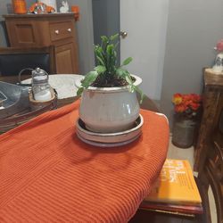 Cactus plant in ceramic pot