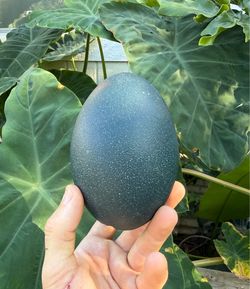 Hollowed emu eggs