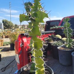 Cross Cactus