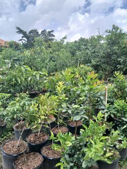 Sale! Fruit trees from $50🥑🍊🥭