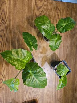 Alocasia Lowrider