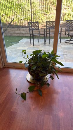 Pothos Plant in Glazed Ceramic Pot