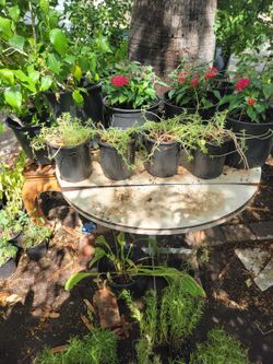 Moss rose plants