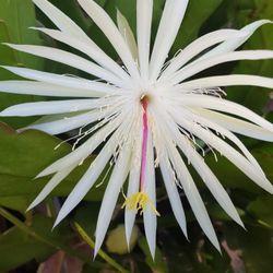 Night Bloom Orchid Cactus Plant