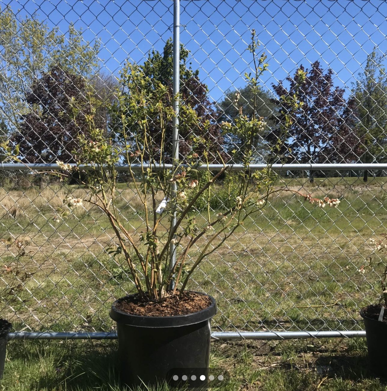 Blueberry Plants