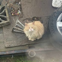 Found ladies necklace