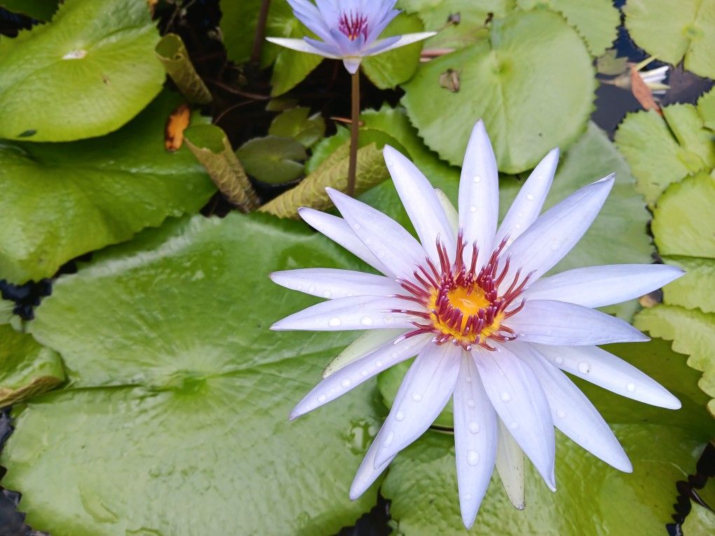 Blue Water Lily Plants For Aquarium Fish Tanks Or Ponds