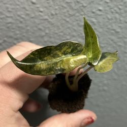 Alocasia Bambino Aurea TC #2