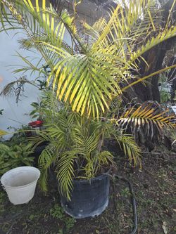 Big Areca Palm