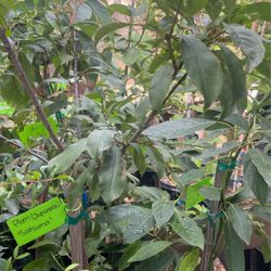 Plum Fruit Tree $95 Each