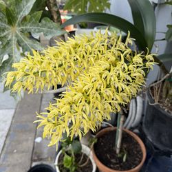 Dendrobium specious virtiula - Australian rock orchid