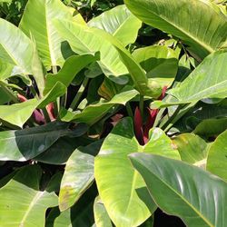 Green Congo Plants 7gl $25🪴