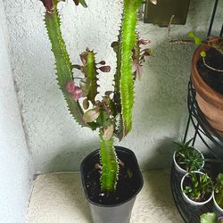 3Ft  Euphorbia  Trigona Plant 