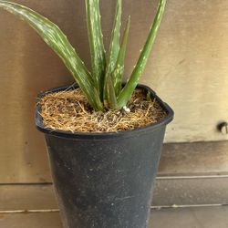 Aloe Plants