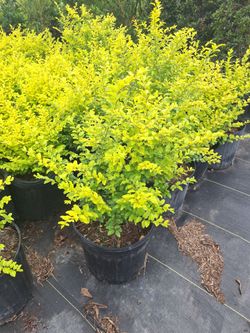 Sunshine Ligustrum 3 gal
