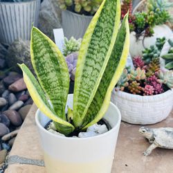 Sansevieria Trifasciata Plant 