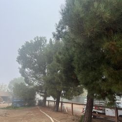 🌳Tree Trimming 🌳