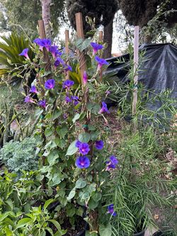 Morning glory plants 17$ each