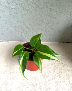 Philodendron  silver  stripe  plant