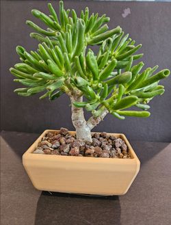 Bonsai -