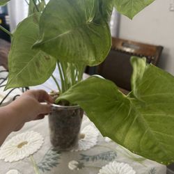 Synonym Milk Confetti 