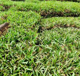 🌿 St. Augustine Sod available!!