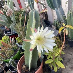 Cactus 🌵 San Pedro