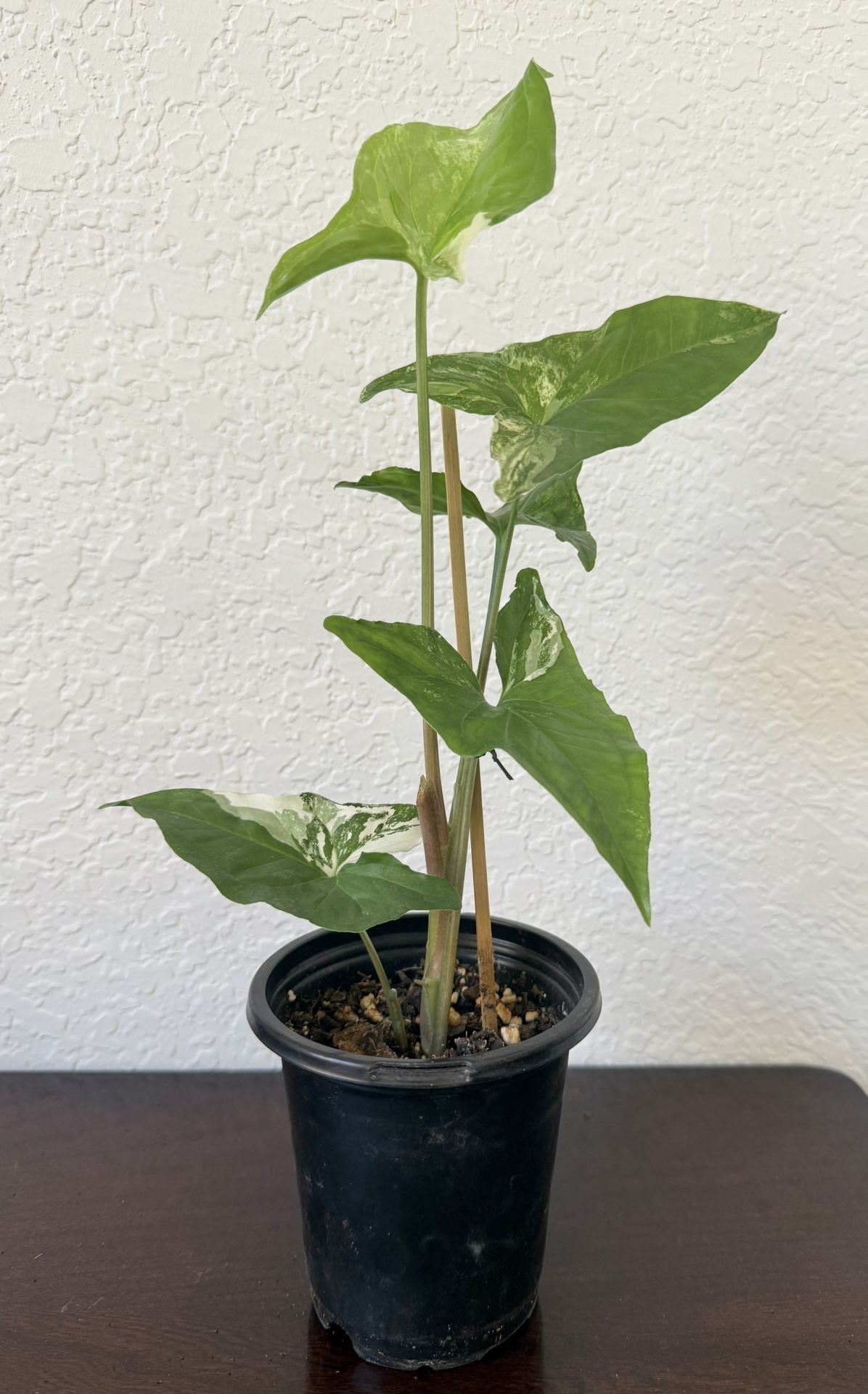 Syngonium Albo Plant 4” Pot