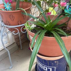 Spider Plant
